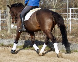 broodmare Rhiannon 14 (Hanoverian, 2003, from Compliment)