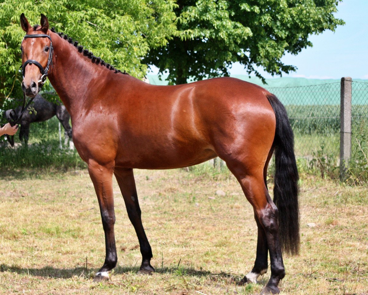 Zuchtstute Coupe Girl (Mecklenburger, 2018, von Coupe Gold)