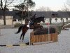 jumper Ocamita xx (Thoroughbred, 2013, from Sordino xx)