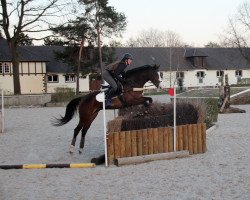 jumper Ocamita xx (Thoroughbred, 2013, from Sordino xx)