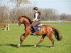 eventing horse Cincinati Boy (German Riding Pony, 2014, from Cassini)