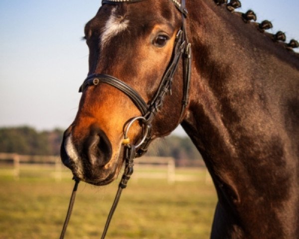 dressage horse Zauberlehrling HS (Hanoverian, 2015, from Zack)