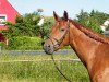 jumper Lemon Joy (Hanoverian, 2012, from Levistano)