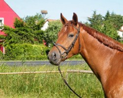 jumper Lemon Joy (Hanoverian, 2012, from Levistano)