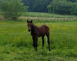 Springpferd Hengst von Aviador / Amantus (Westfale, 2021, von Aviador)