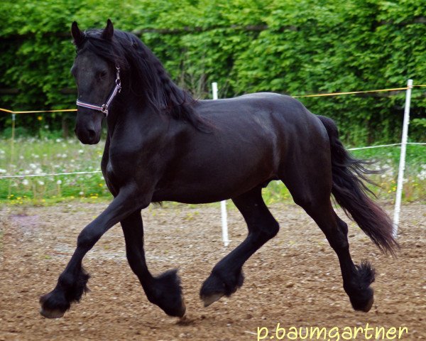 Pferd Arendt fan de Posthoeve (Friese, 2016, von Eibert 419)