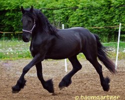 Pferd Arendt fan de Posthoeve (Friese, 2016, von Eibert 419)