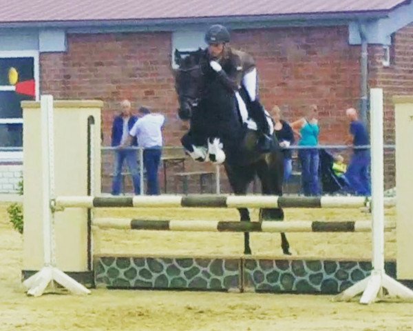 dressage horse Lucky Louis 6 (German Riding Pony, 2013, from Laudatio)