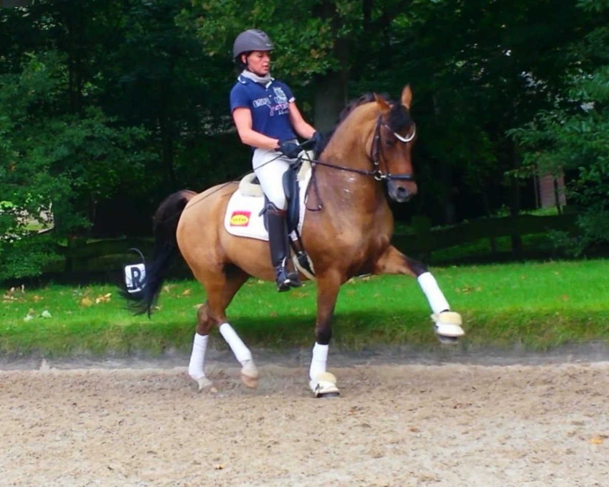 broodmare Miss Miracle (German Riding Pony, 2010)