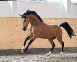 Springpferd Captain Jack (Deutsches Reitpony, 2015, von FS Champion de Luxe)