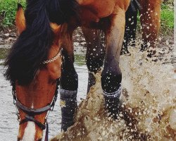 horse Carlifax (Oldenburg, 2012, from Cordial Medoc)