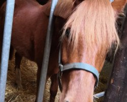 jumper Der kleine Donner W (German Riding Pony, 2017, from Dancing Star)