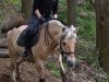 dressage horse Drengur (Fjord Horse, 2009, from Dylix)