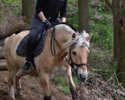 dressage horse Drengur (Fjord Horse, 2009, from Dylix)