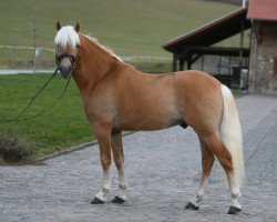 stallion Wichtig junior S (6,05% ox) (Edelbluthaflinger, 2018, from Wonder Boy R (1,17% ox))