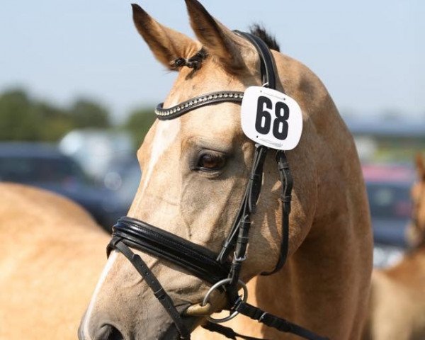 Zuchtstute Ciara (Deutsches Reitpony, 2004, von FS Champion de Luxe)