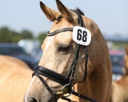 broodmare Ciara (German Riding Pony, 2004, from FS Champion de Luxe)