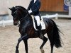 dressage horse Arriba Z (Zangersheide riding horse, 2009, from Alex)