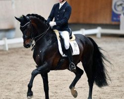 dressage horse Arriba Z (Zangersheide riding horse, 2009, from Alex)