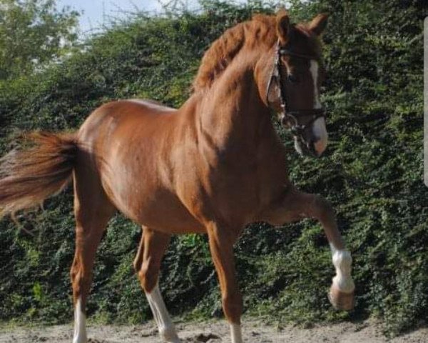 horse Barnabas (German Riding Pony, 1997, from Black Boy)