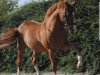 horse Barnabas (German Riding Pony, 1997, from Black Boy)