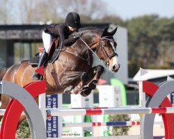 jumper Balou (Hanoverian, 2008, from Balou du Rouet)