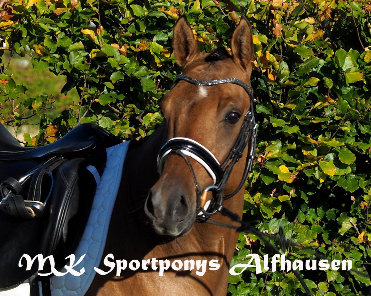 Dressurpferd Der feine Danny GM (Deutsches Reitpony, 2015, von Danny Gold)
