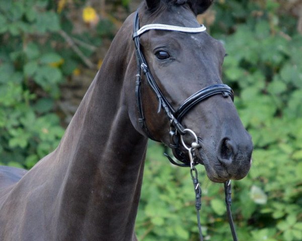 dressage horse Penelope´ (German Sport Horse, 2015, from Finest)