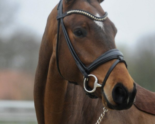 dressage horse Meilenstein M (Westphalian, 2016, from E.H. Millennium)