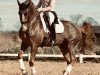 dressage horse Carl Bs (Holsteiner, 2006, from Indoctro)