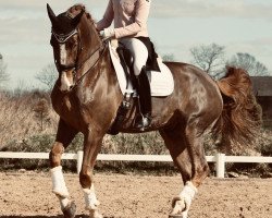 dressage horse Carl Bs (Holsteiner, 2006, from Indoctro)