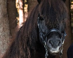 horse Gydja vom Haselbach (Iceland Horse, 2006, from Gyllir fra Saudarkroki)