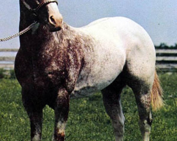 stallion King Plaudit (Appaloosa, 1964, from Red Plaudit)