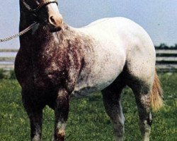 stallion King Plaudit (Appaloosa, 1964, from Red Plaudit)