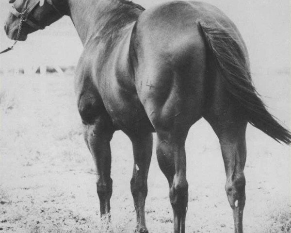 Deckhengst Double Dancer (Quarter Horse, 1963, von Double Bid)