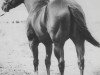 Deckhengst Double Dancer (Quarter Horse, 1963, von Double Bid)