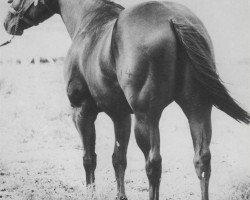 stallion Double Dancer (Quarter Horse, 1963, from Double Bid)