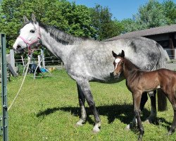 broodmare Rockabella B (Württemberger, 2014, from Roxett)