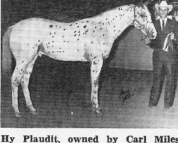 stallion Hy Plaudit (Appaloosa, 1967, from Prince Plaudit)