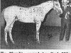 stallion Hy Plaudit (Appaloosa, 1967, from Prince Plaudit)