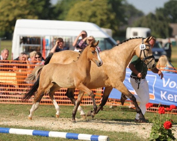dressage horse Django de Lux MT (Rhinelander, 2018, from Dornik B)