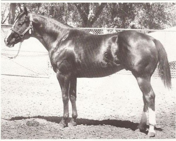 stallion St. Three Bar (Quarter Horse, 1961, from St. Bar D. xx)