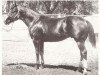 stallion St. Three Bar (Quarter Horse, 1961, from St. Bar D. xx)