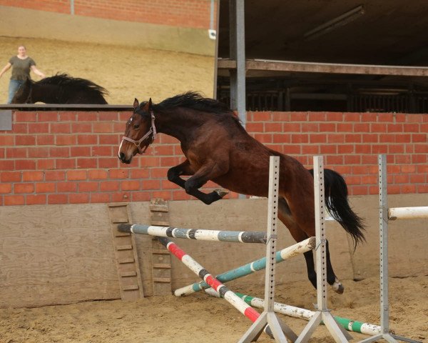 broodmare Valitas-Co (German Riding Pony, 2016, from Valido's Highlight)