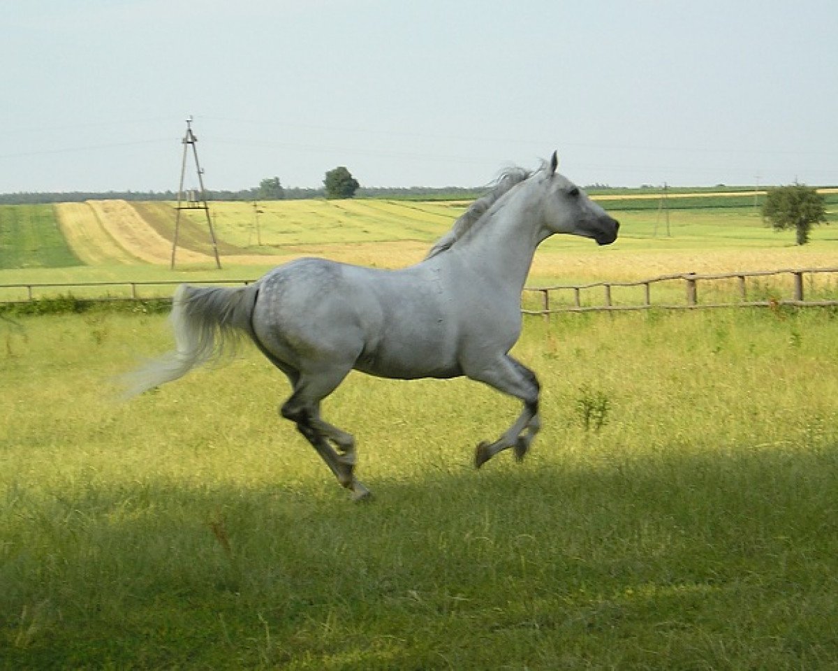 stallion Paszkwil 1862 (Little-Poland (malopolska), 1991, from Kwartet)