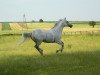 stallion Paszkwil 1862 (Little-Poland (malopolska), 1991, from Kwartet AA)