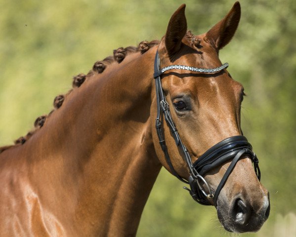 Zuchtstute Jaza LS (KWPN (Niederländisches Warmblut), 2014, von Estoril)