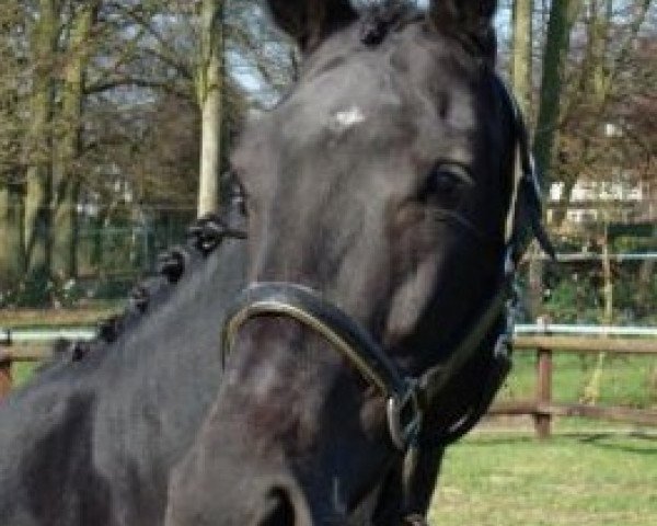 broodmare Villa Fomia (KWPN (Royal Dutch Sporthorse), 2002, from Ferro)