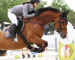 jumper Dolce Notte (Polish Warmblood, 2008, from Carpediem)