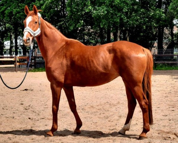 broodmare Liaison (Hanoverian, 2005, from Londonderry)